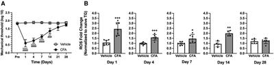 Intraganglionic reactive oxygen species mediate inflammatory pain and hyperalgesia through TRPA1 in the rat